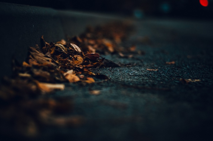 Fallen autumn leaves on a dark road