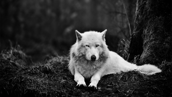 Monochrome portrait of a white wolf in nature