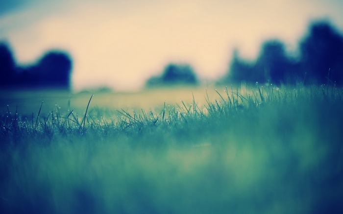 Close-up of grass with dew drops and blurred background
