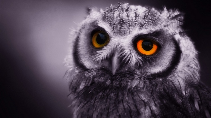 Close-up of an owl with bright orange eyes