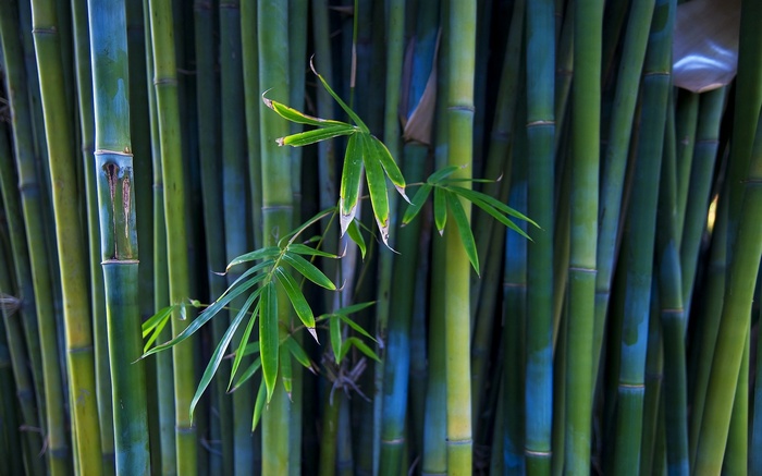 Green bamboo stalks with leaves