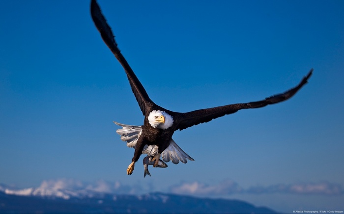 Bald Eagle Flying with a Fish in its Talons