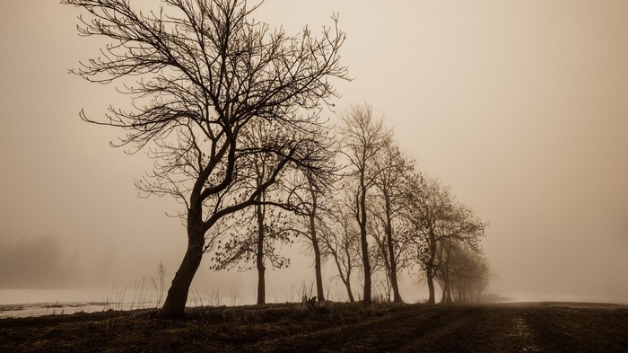 Bare trees in a foggy landscape