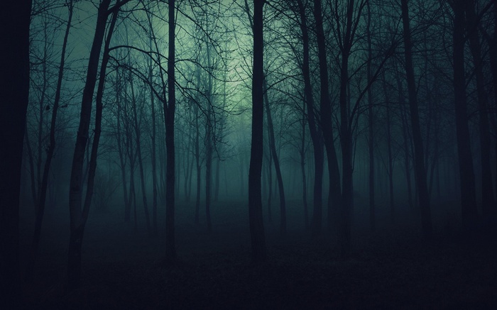 Dark misty forest with bare trees