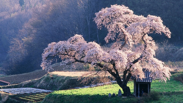 Cherry blossom tree and shrine in a rural landscape