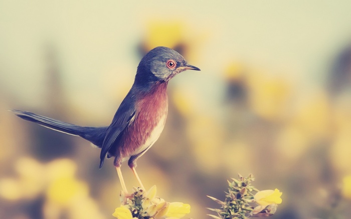 A small bird with reddish-brown chest perched on a yellow flower