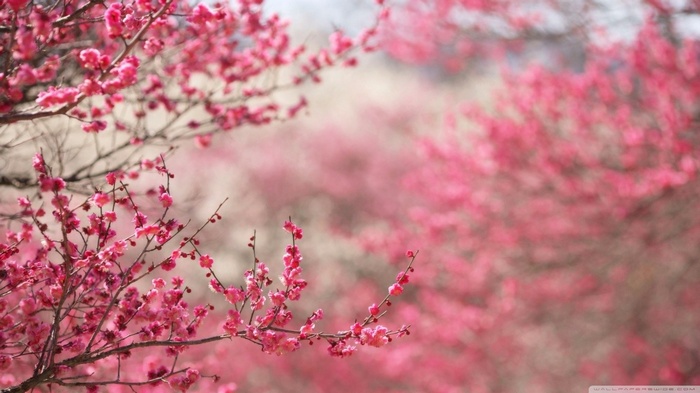 Pink cherry blossoms on branches in Japan
