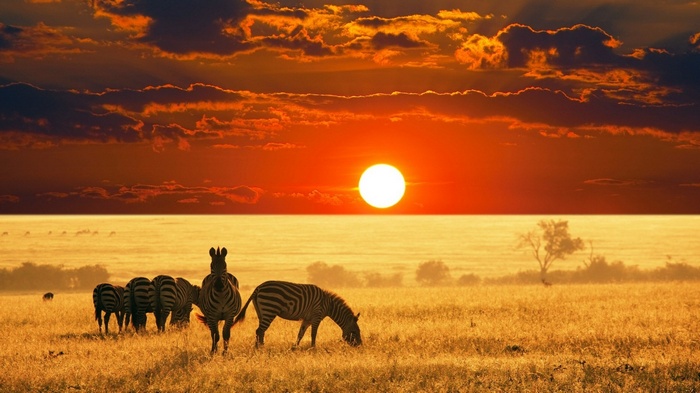 Zebras grazing on the savannah during a vibrant sunset in Africa