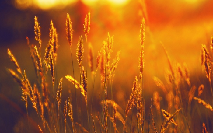 nature sunlight field plants summer wheat sunset landscape spikelets