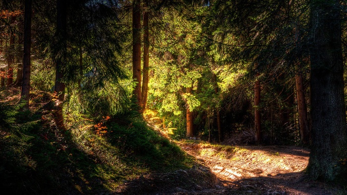 Sunlight filtering through a dense forest.