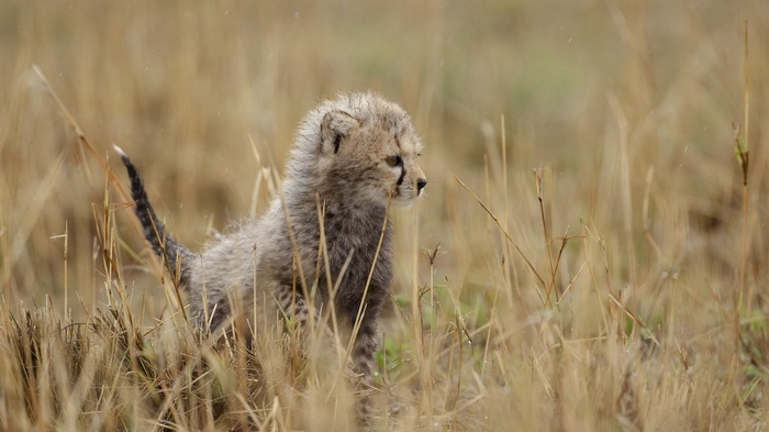 A baby cheetah cub in tall grass