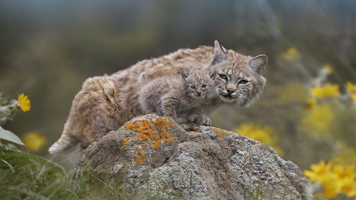 Mother and baby bobcat on a rock