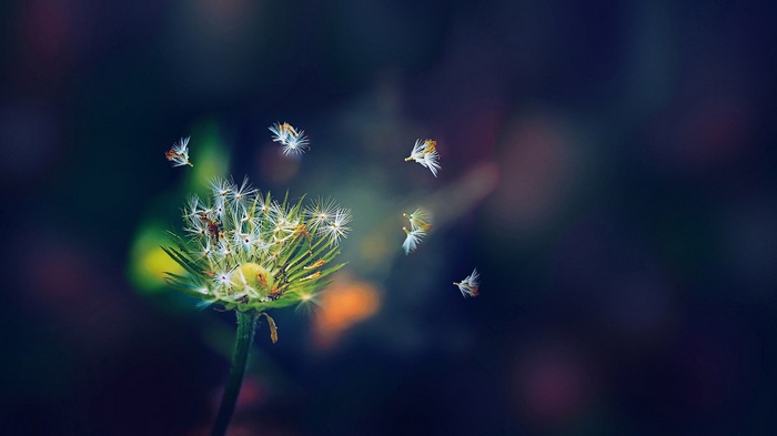 Dandelion seeds blowing in the wind macro photography