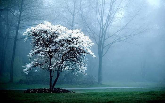 White flowering tree in misty forest