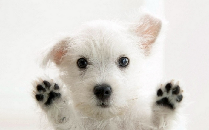 Close-up of a fluffy white puppy with paws on glass