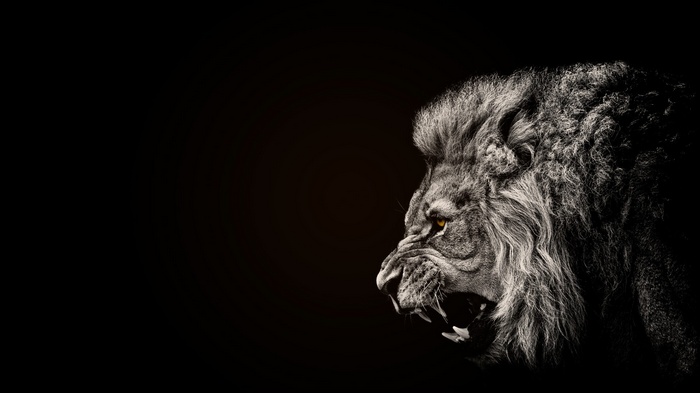 Close-up of a lion's face with selective coloring