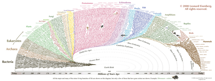Evolutionary tree of life diagram
