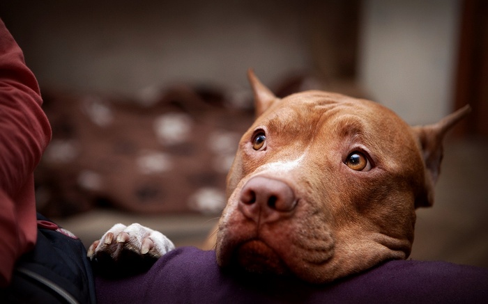 Brown pit bull dog resting its head on a person