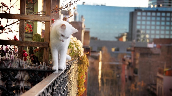 White cat on a balcony with city view