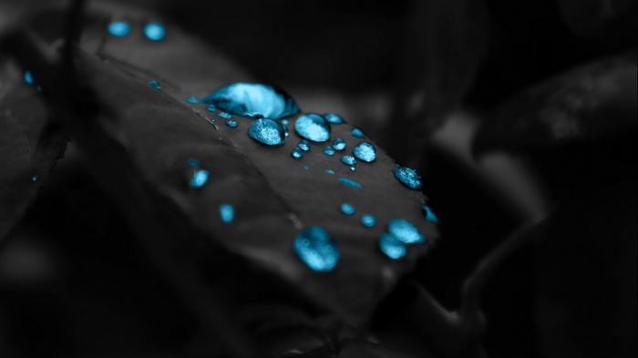 Macro shot of blue water drops on a dark leaf