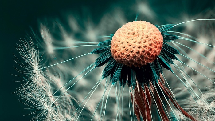 Macro shot of a dandelion seed head