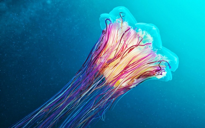 Colorful jellyfish with long tentacles underwater