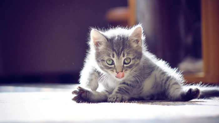 A cute kitten licks its nose
