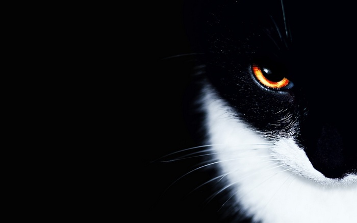 Close-up of a black and white cat's eye