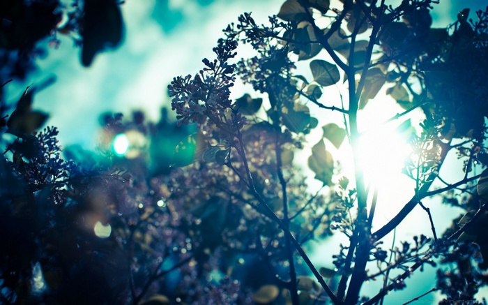 Sunlight filtering through tree branches and leaves