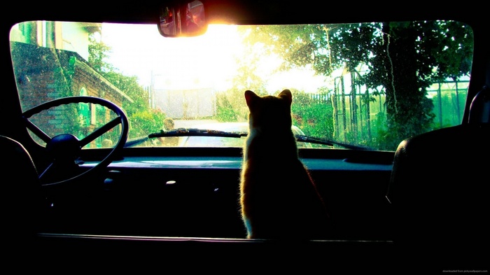 Cat sitting in a car looking at the sun