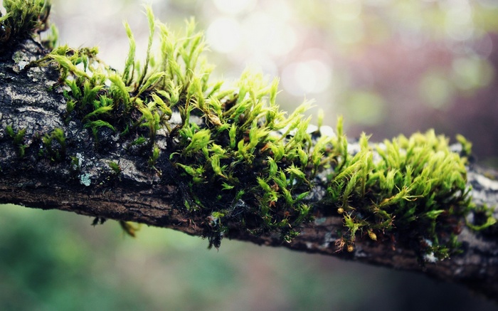 Moss growing on a tree branch in macro view