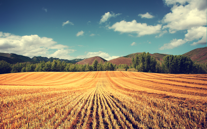 Harvested wheat field with mountains and trees