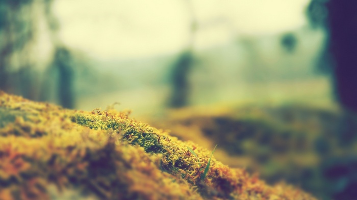 Mossy ground with blurred forest background
