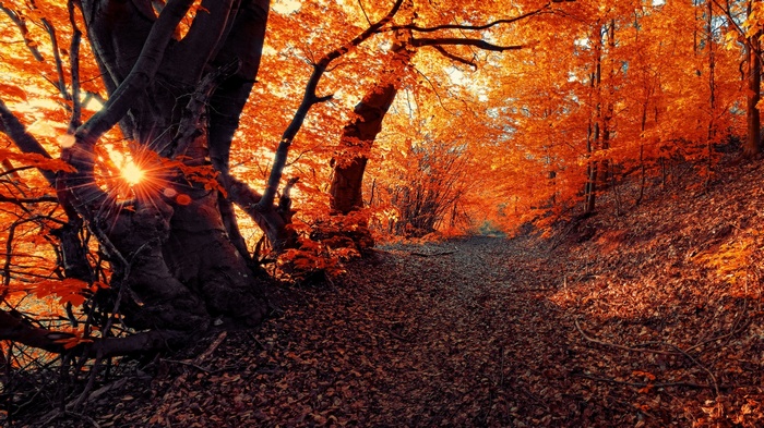 Autumn forest path with sunbeams