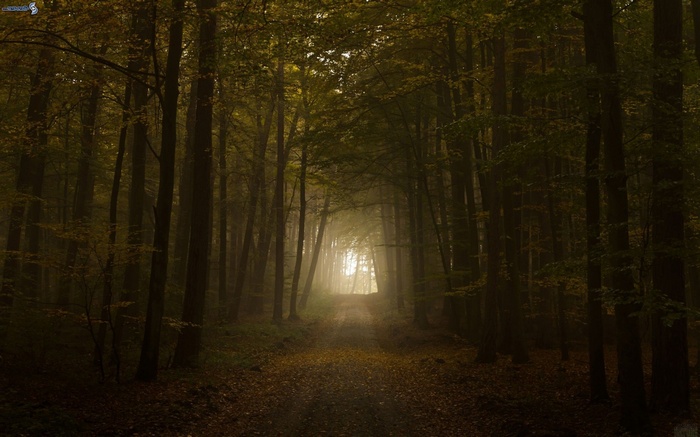 A foggy forest pathway with sunlight filtering through trees