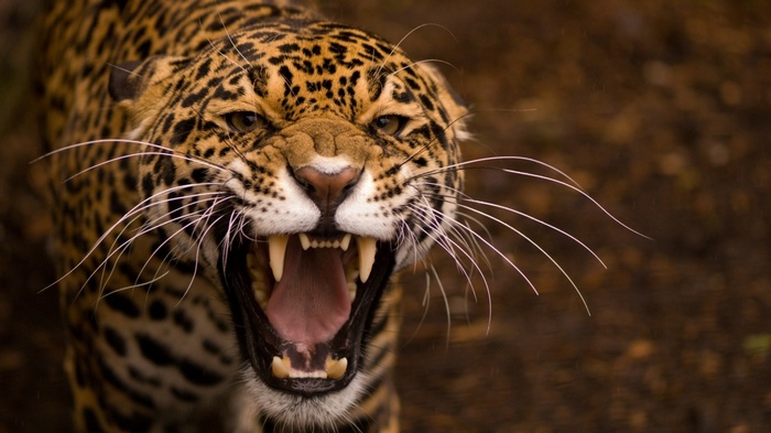 Jaguar snarling with mouth open showing teeth