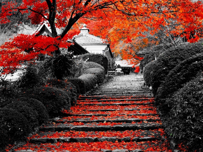 Stone stairs covered in red leaves with a Japanese garden and trees