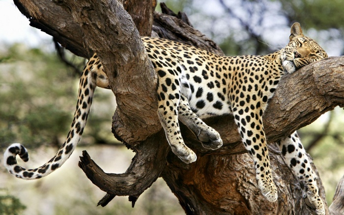 Leopard sleeping on a tree branch