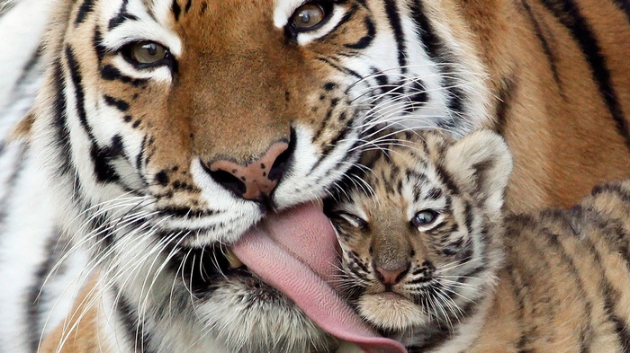 Tiger licking a cub