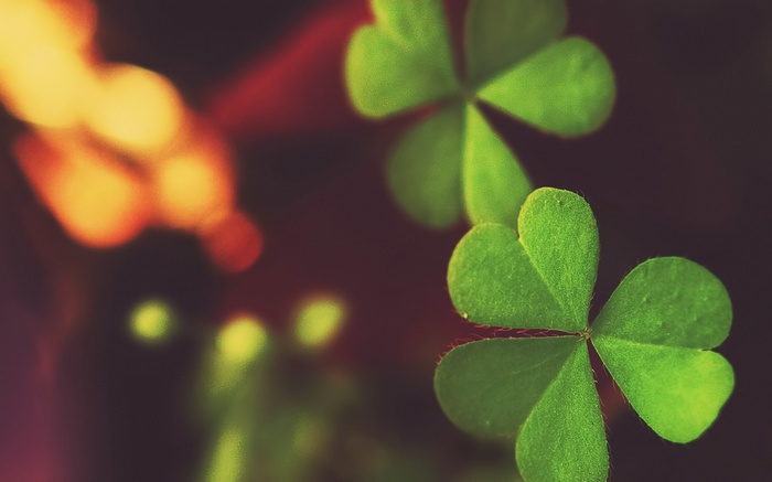 Macro shot of green clovers with bokeh lights