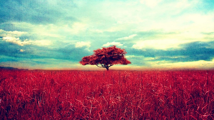 A lone tree in a red field under a cloudy sky