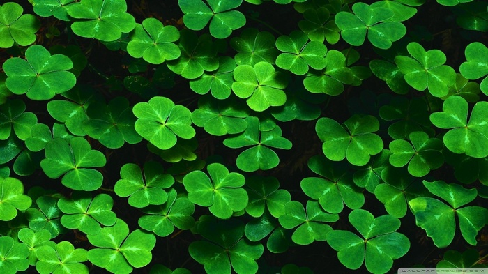 Green clovers in a dark forest