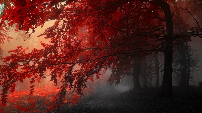 Red leaves in a misty forest during fall