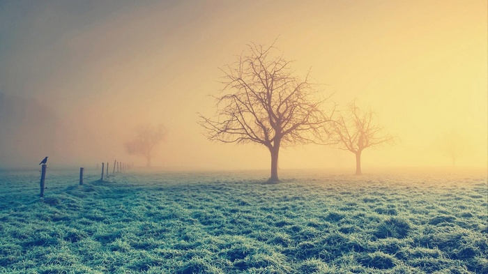 Bare trees in a misty field at sunrise