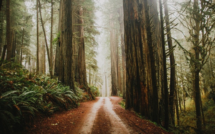 A dirt path through a redwood forest