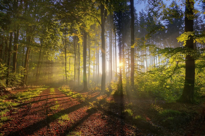 Sun rays filtering through a forest with a dirt road
