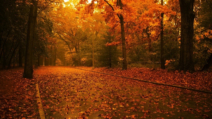 A road covered in autumn leaves with trees.