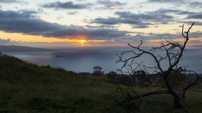 Sunset over the sea with a dead tree in Hawaii
