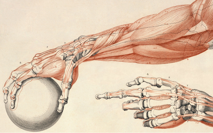 Anatomical illustration of human arm and hand muscles