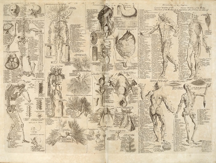 Anatomical Illustrations of the Human Body